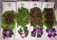 cbd招聘文案（CBD精英招募启事）